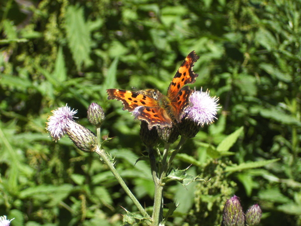 Distel en gehakkelde aurelea