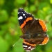 Atalanta_1056a