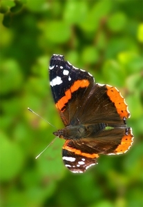 Atalanta_1056a