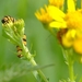 Beerrups - Thyria jacobaeae L 0952