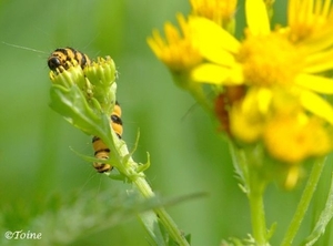 Beerrups - Thyria jacobaeae L 0952