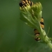 Beerrups - Thyria jacobaeae L 2