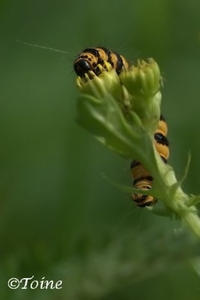 Beerrups - Thyria jacobaeae L 2