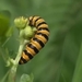 Beerrups - Thyria jacobaeae L 3