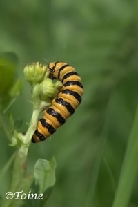 Beerrups - Thyria jacobaeae L 3