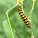 Beerrups - Thyria jacobaeae L. 0951