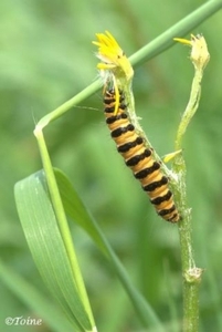 Beerrups - Thyria jacobaeae L. 0951