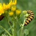 Beerrups - Thyria jacobaeae L. 0961