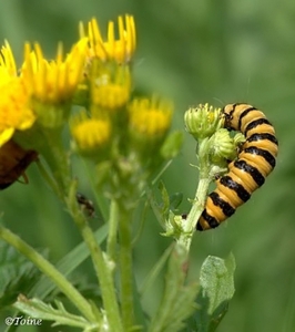 Beerrups - Thyria jacobaeae L. 0961