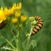 Beerrups - Thyria jacobaeae L