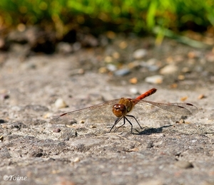 Bloedrode-heidelibel_1077