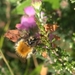 Hommel 0902