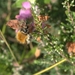 Hommel-0901