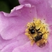 Hommel_0462