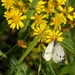 Klein geaderd witje_Pieris napi_1004