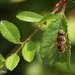 Kleine bijvlieg