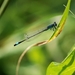 Lantaarntje_Ischnura elegans_0992
