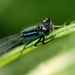 Lantaarntje_Ischnura elegans_0996kopie