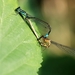 Lantaarntje_Ischnura elegans_1002
