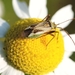 Meidoornschildwants_Acanthosoma haemorrhadae_1016