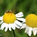Meidoornschildwants_Acanthosoma haemorrhadae_1018