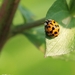Tienstippelig lieveheersbeestje_Adalia decompunctata_1013