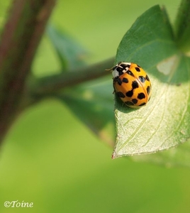 Tienstippelig lieveheersbeestje_Adalia decompunctata_1013