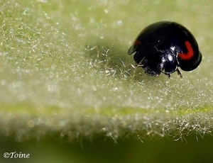 Viervleklieveheersbeestje 1