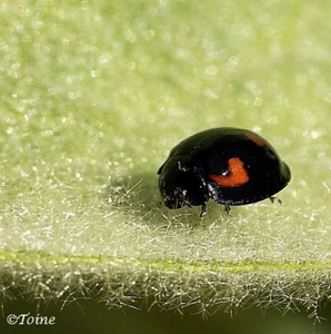 Viervleklieveheersbeestje 2