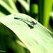 Watersnuffel_0180