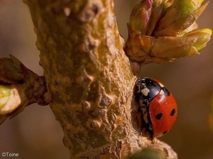 Zevenstippelig lieveheersbeestje_0919