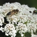 Zweefvlieg en Blauwe vleesvlieg 0891