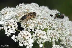 Zweefvlieg en Blauwe vleesvlieg 0891