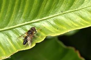 Zweefvlieg-0939