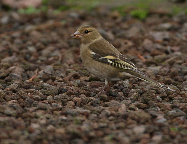 VINK
