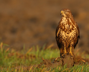 BUIZERD