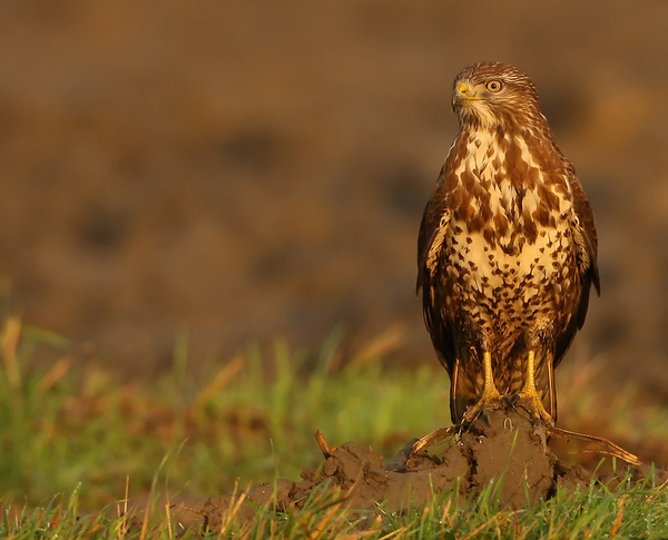 BUIZERD