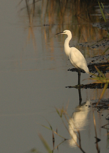 KLEINE ZILVERREIGER