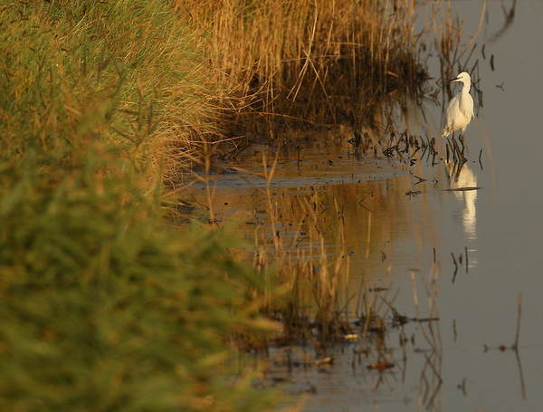 KLEINE ZILVERREIGER