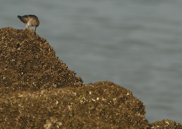 PAARSE STRANDLOPER