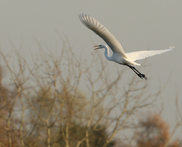 GROTE ZILVERREIGER