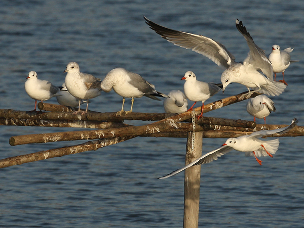 KOKMEEUW & STORMMEEUW
