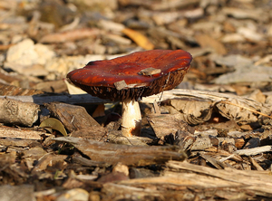 ORANJERODE STROPHARIA