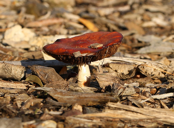 ORANJERODE STROPHARIA