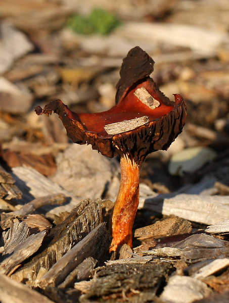 ORANJERODE STROPHARIA