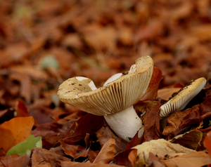 BEUKENRUSSULA