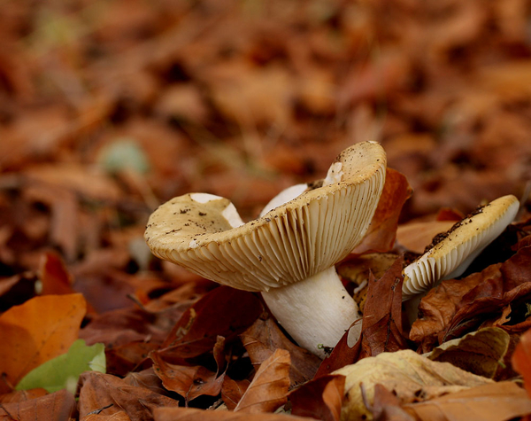 BEUKENRUSSULA