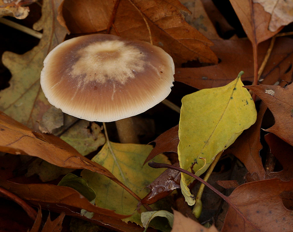 GEWONE BOTERCOLLYBIA