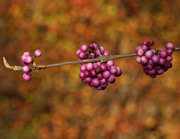 CALLICARPA