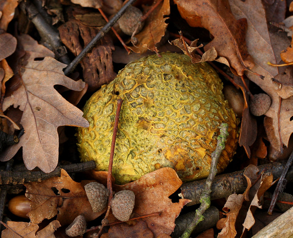 GELE AARDAPPELBOVIST